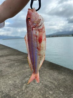 イトヨリダイの釣果