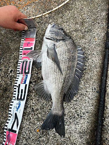 クロダイの釣果