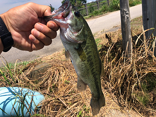 ラージマウスバスの釣果