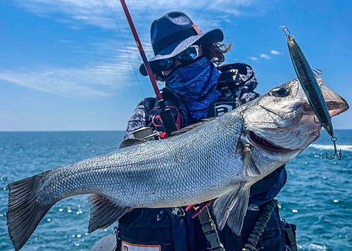 ヒラスズキの釣果