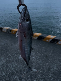 ハガツオの釣果