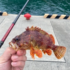 ヨロイメバルの釣果