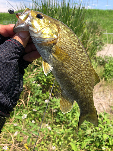 スモールマウスバスの釣果