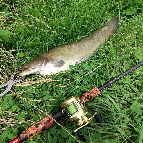 マナマズの釣果