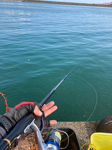 メジナの釣果