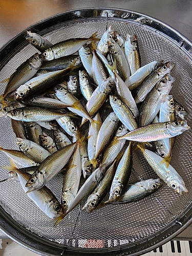 アジの釣果