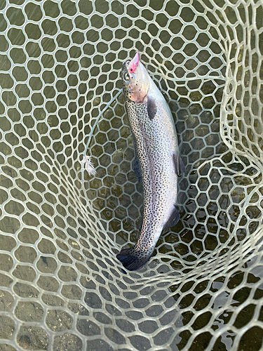 ニジマスの釣果