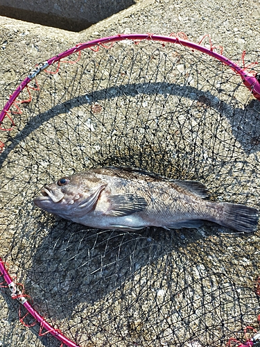 クロソイの釣果