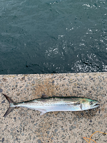 サゴシの釣果