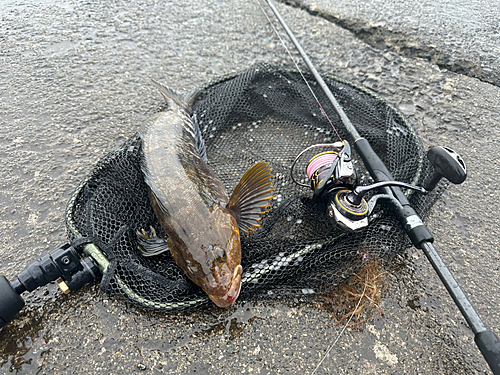 アブラコの釣果