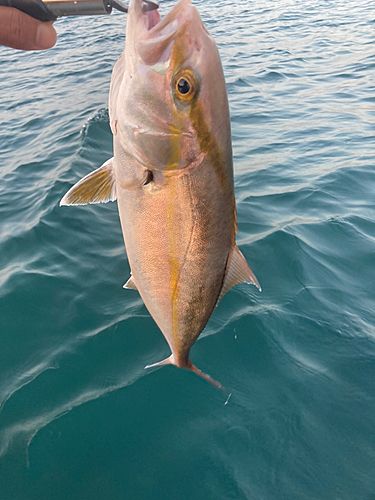 ショゴの釣果