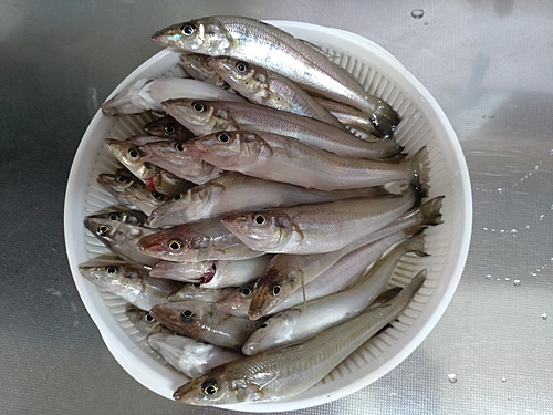 シロギスの釣果