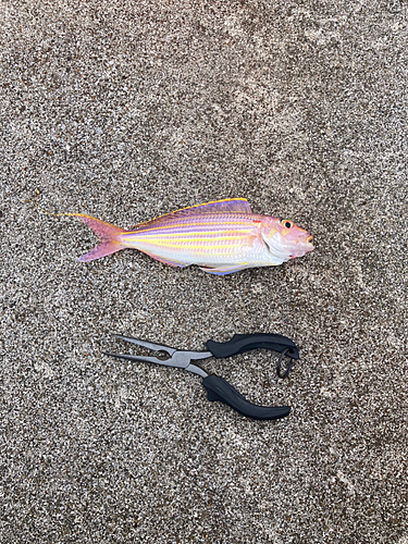 イトヨリダイの釣果