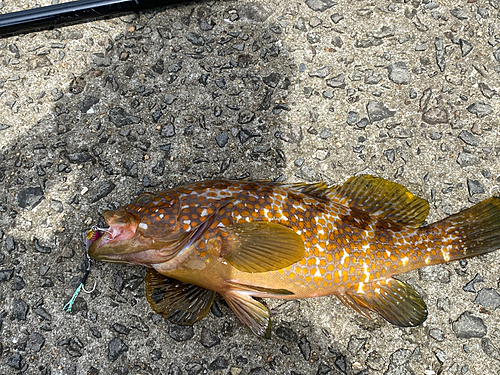 アコウの釣果