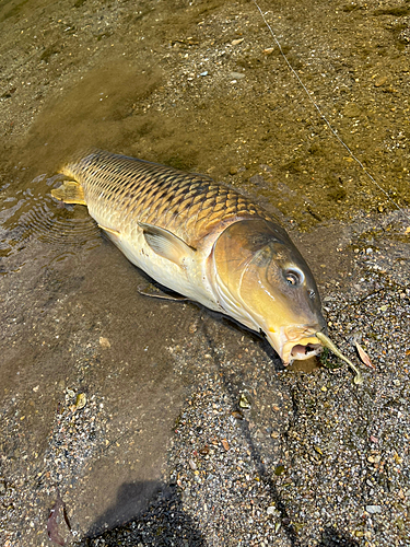 コイの釣果