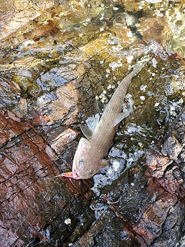 エソの釣果