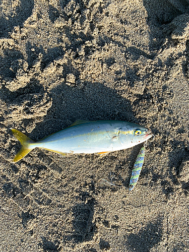 ワカシの釣果