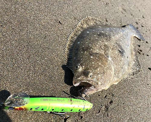 ソゲの釣果