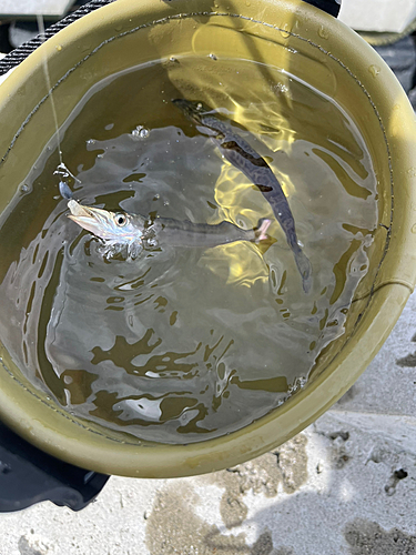 カマスの釣果