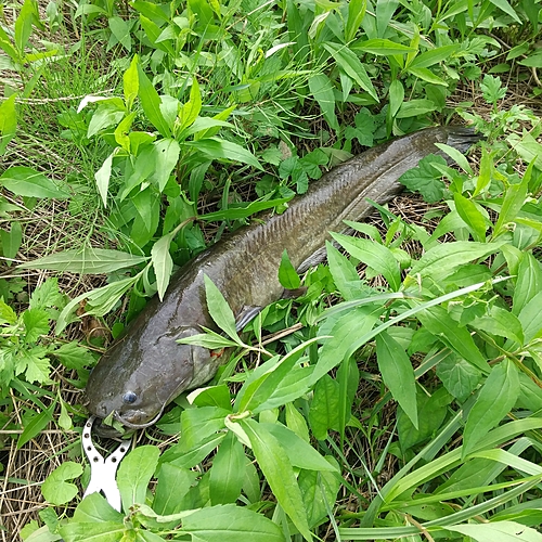 マナマズの釣果