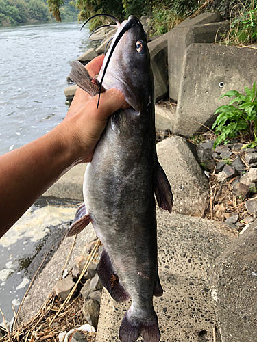 アメリカナマズの釣果