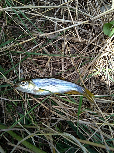 カワムツの釣果