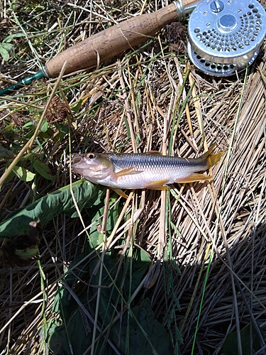 カワムツの釣果