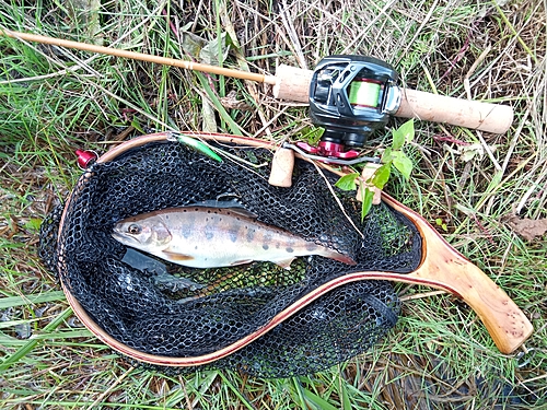 ヤマメの釣果