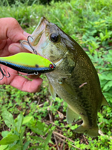 ラージマウスバスの釣果