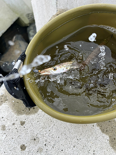 カマスの釣果