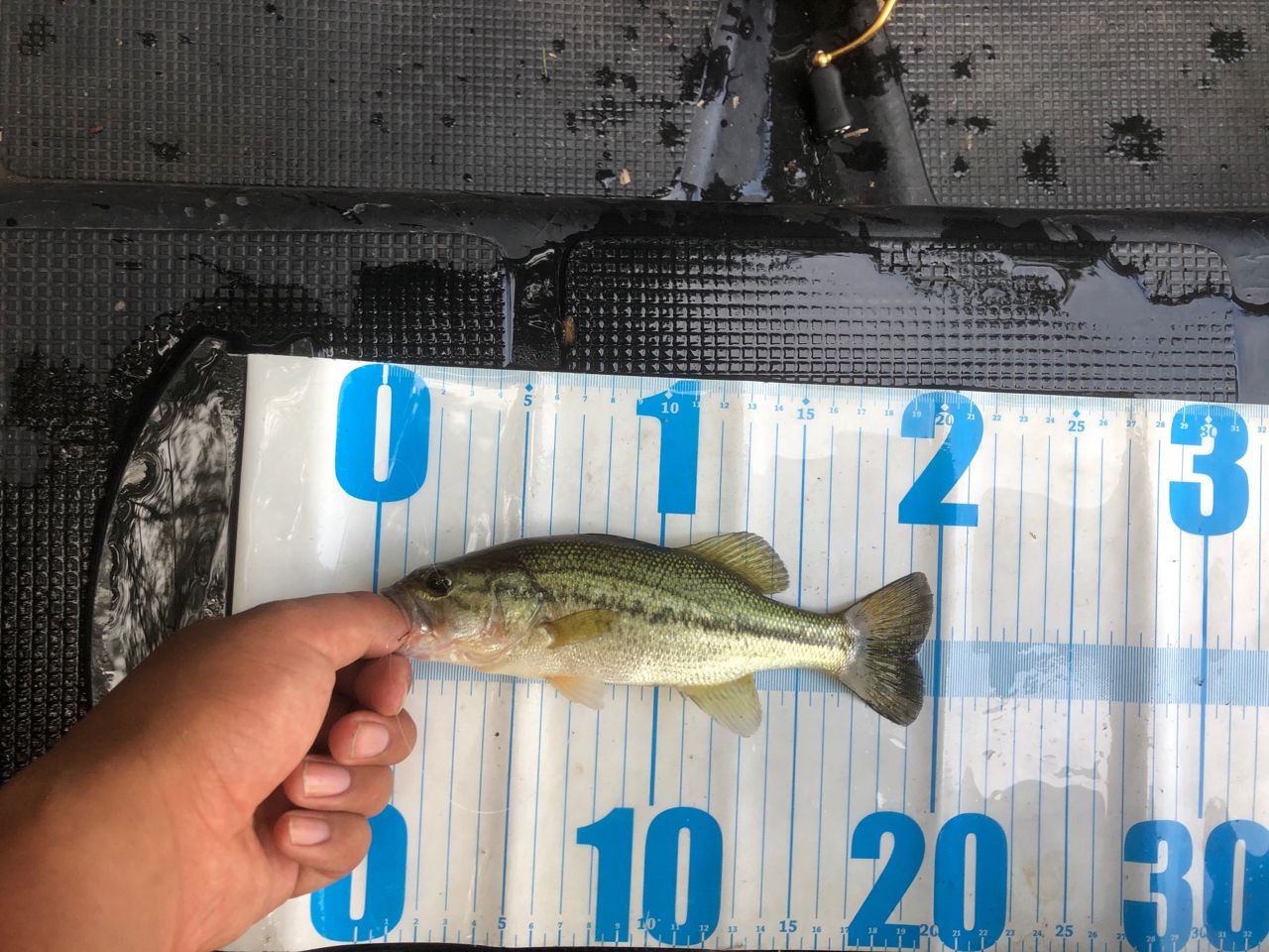 ラージマウスバス