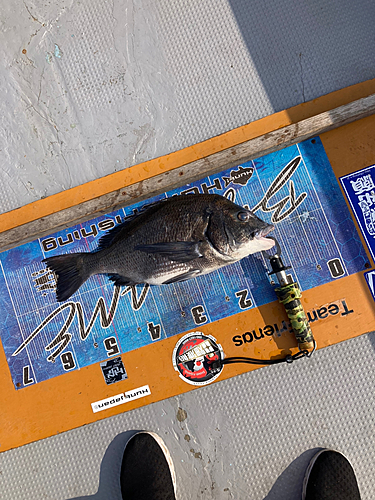 クロダイの釣果