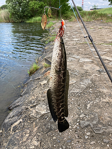 ライギョの釣果