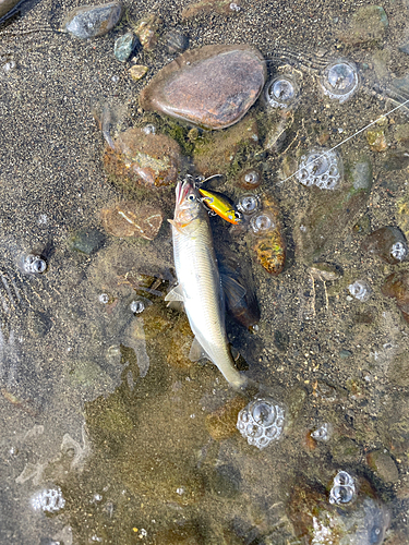 アユの釣果