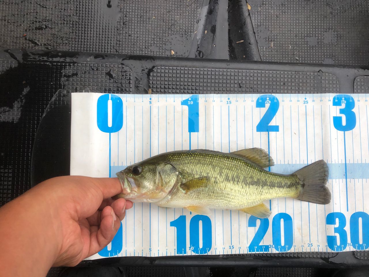 ラージマウスバス