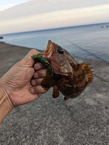 キジハタの釣果