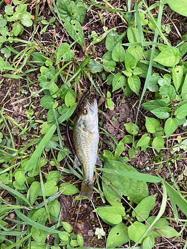 ブラックバスの釣果