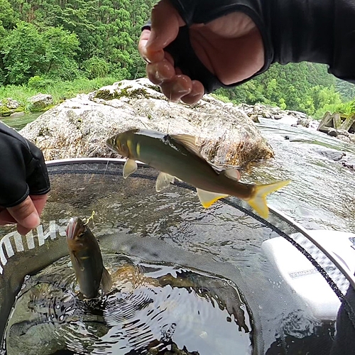 アユの釣果