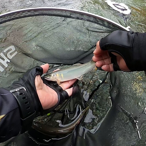 アユの釣果