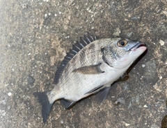 チヌの釣果