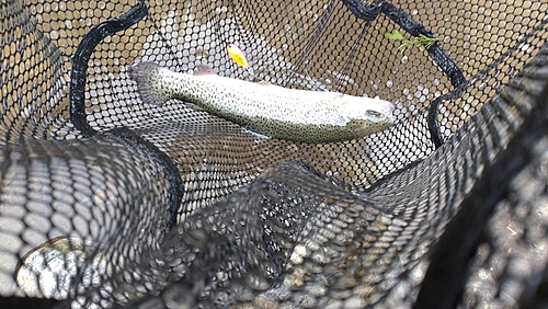 レインボートラウトの釣果