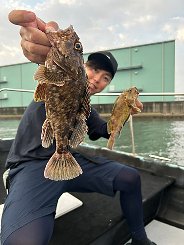 ガシラの釣果