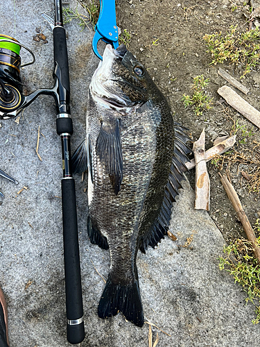 クロダイの釣果