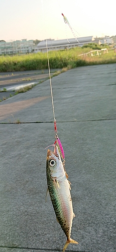 サバの釣果