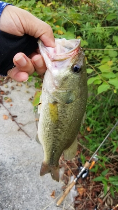 ブラックバスの釣果