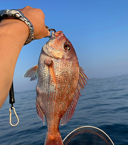 マダイの釣果