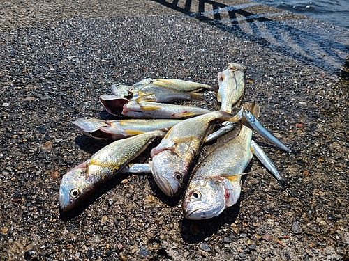 イシモチの釣果