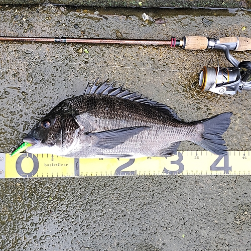 クロダイの釣果