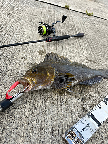 アイナメの釣果