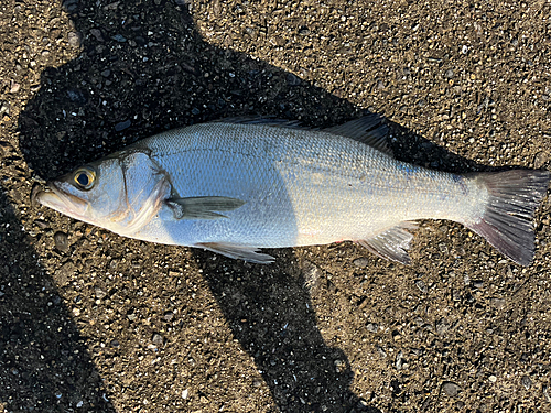 ヒラスズキの釣果